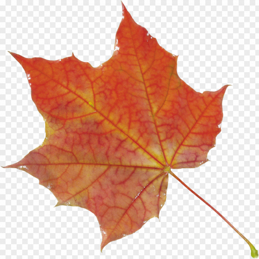 Autumn Leaf Color Clip Art PNG