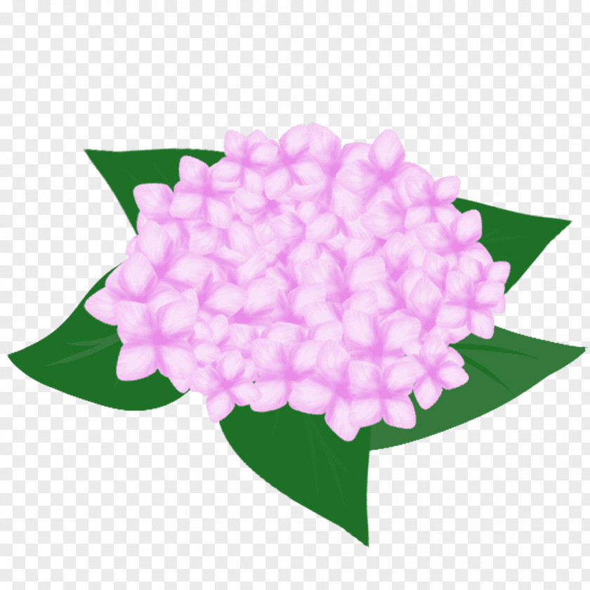 Design French Hydrangea Flower Pink Petal PNG