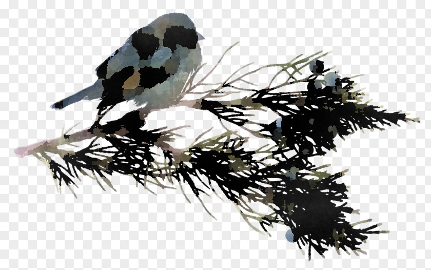 Feather PNG