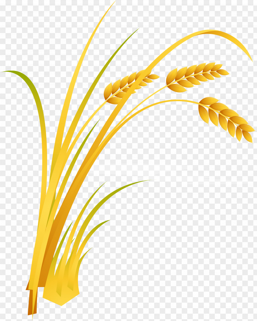 Rice Cartoon PNG