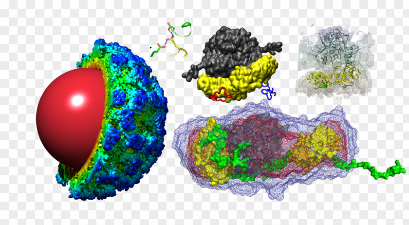 Virus Capsid Symmetry Organism Circle M RV & Camping Resort PNG