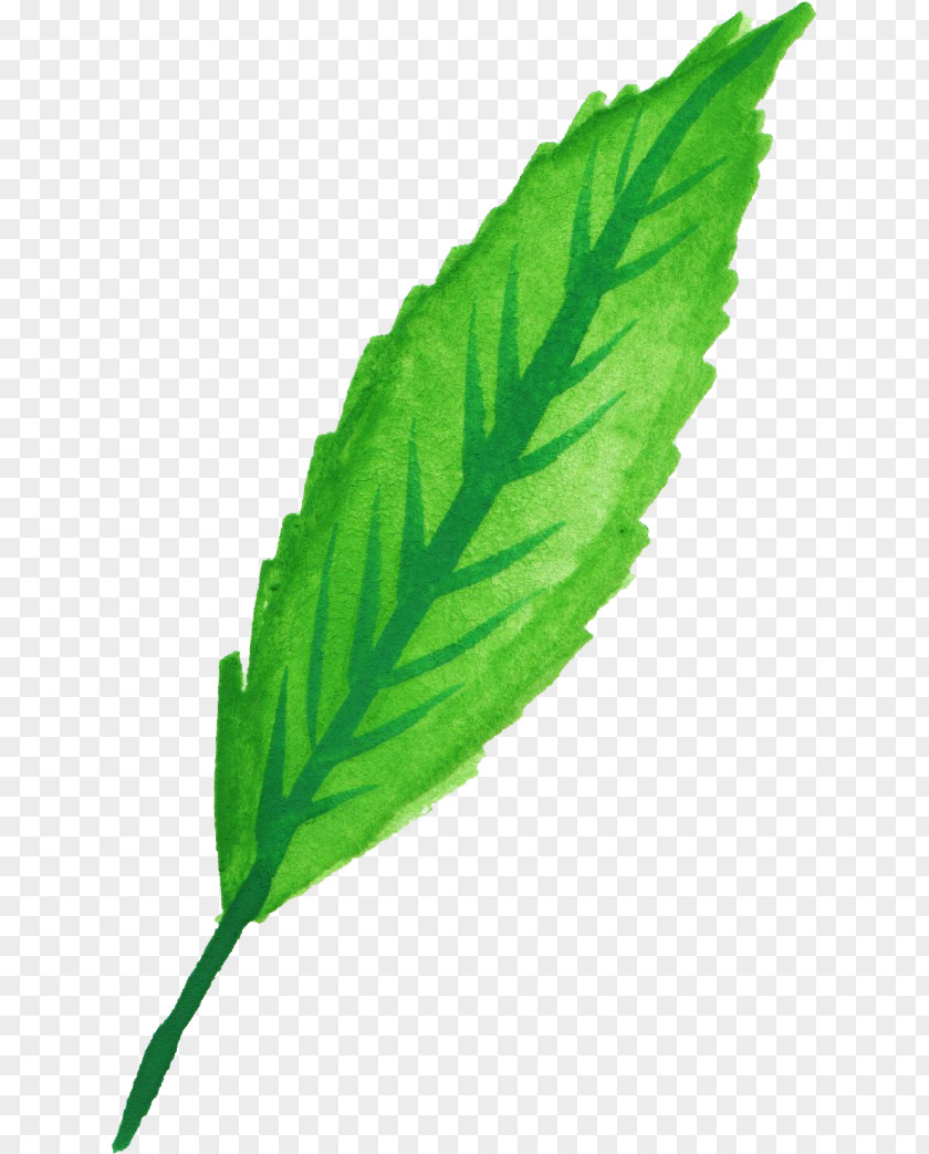 Leaves Watercolor Peppermint Leaf Herb Painting PNG