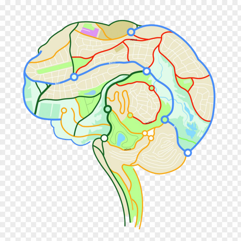 Map The Internal Structure Of Human Brain Mapping Neuron Euclidean Vector PNG