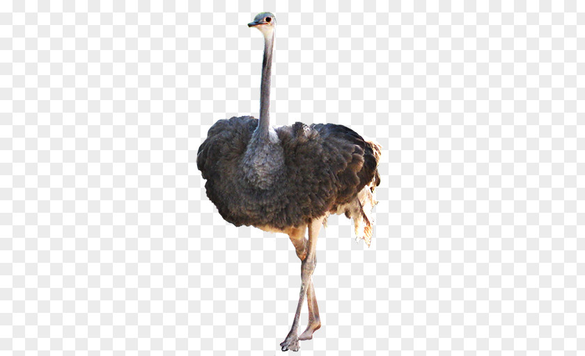 Ostrich PNG clipart PNG