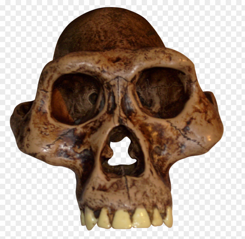 Scenery Australopithecus Afarensis Africanus Bahrelghazali Garhi Sediba PNG