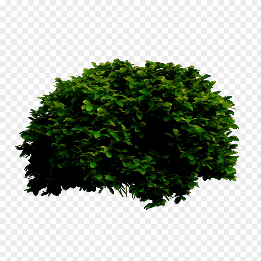 Tree Shrub Leaf PNG