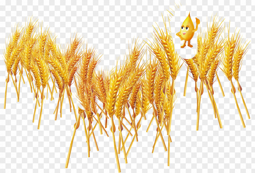 Wheat Wizard Common Food Cereal Vecteur PNG