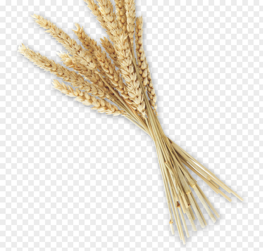 Bread Emmer Whole Grain Spelt Einkorn Wheat PNG