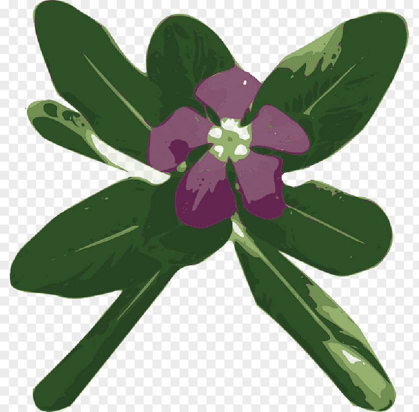 Flower Title Madagascar Periwinkle Greater Myrtle Clip Art PNG