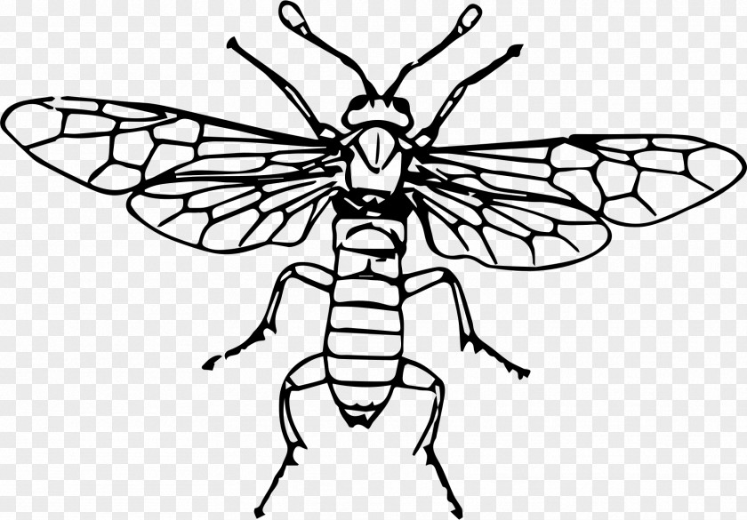 Fly Insect Sawflies Clip Art PNG