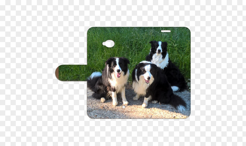 Microsoft Windows 98 Border Collie Australian Shepherd Bernese Mountain Dog Breed Rough PNG