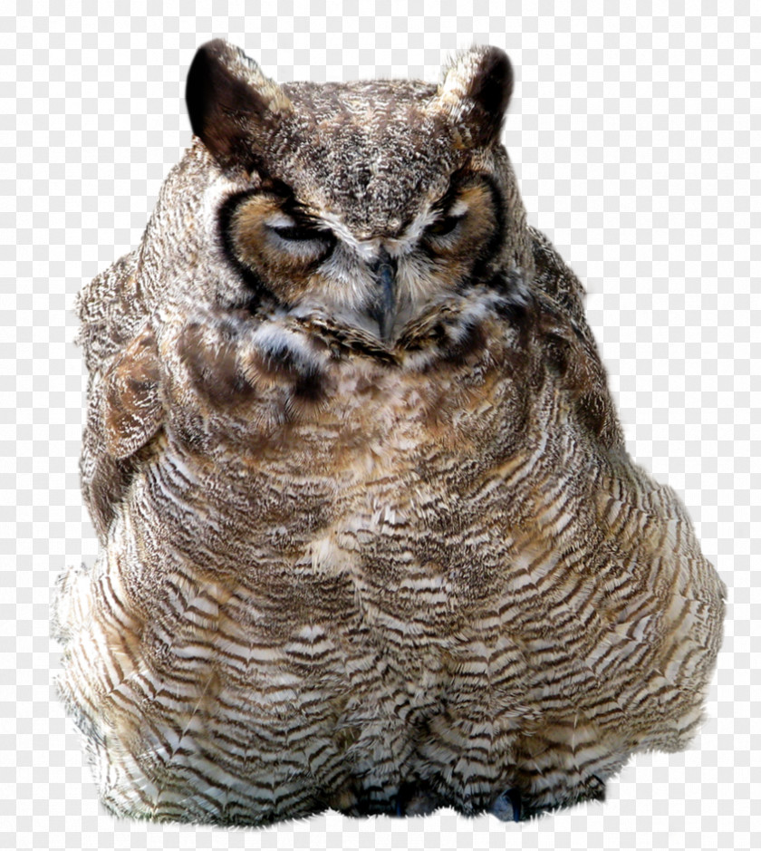 Owl Great Horned American Crow Clip Art PNG