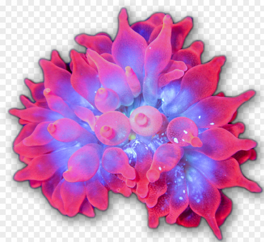 Plant Petal Cut Flowers Flowering Herbaceous PNG