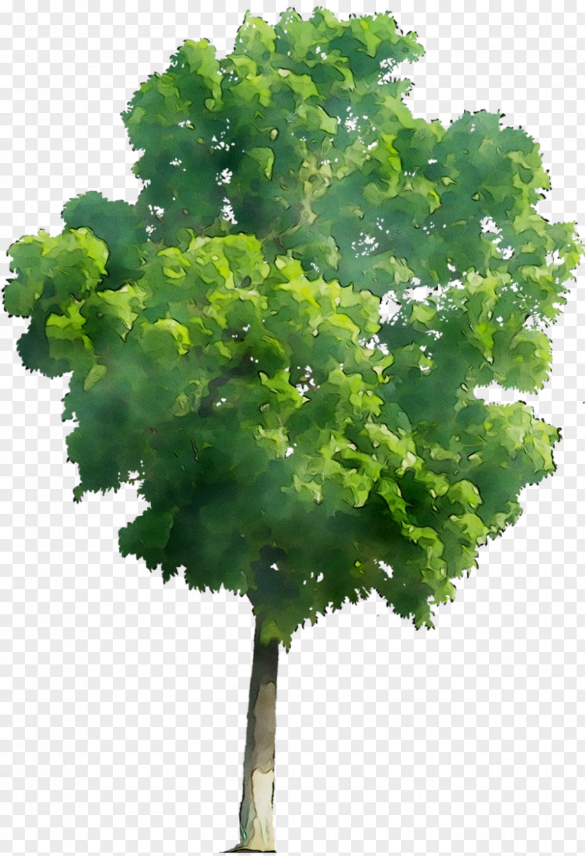 Leaf Greens Tree Plant Stem Herb PNG