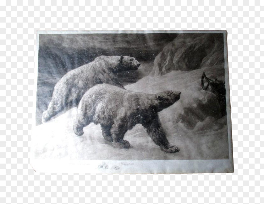 Polar Bear Etching Grizzly Copper PNG