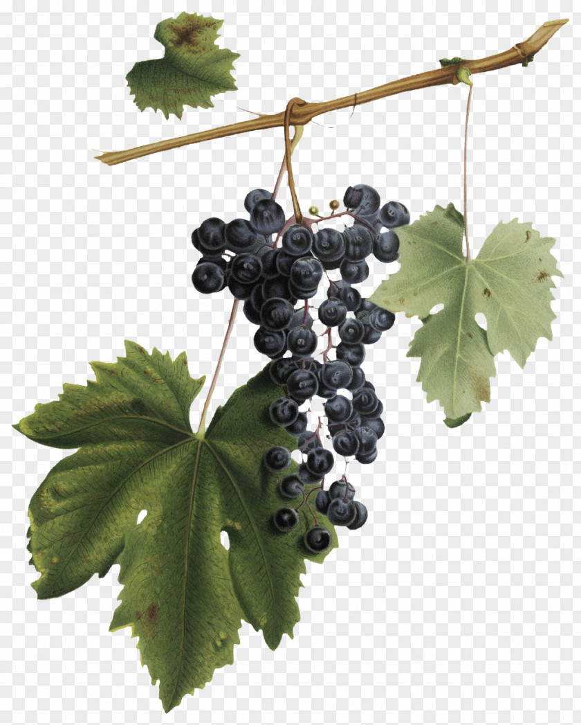 Common Grape Vine Wine Red Leaves PNG