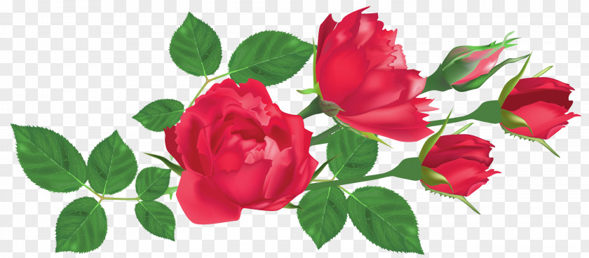 Transparent Red Roses Clipart Picture Rose Flower Clip Art PNG