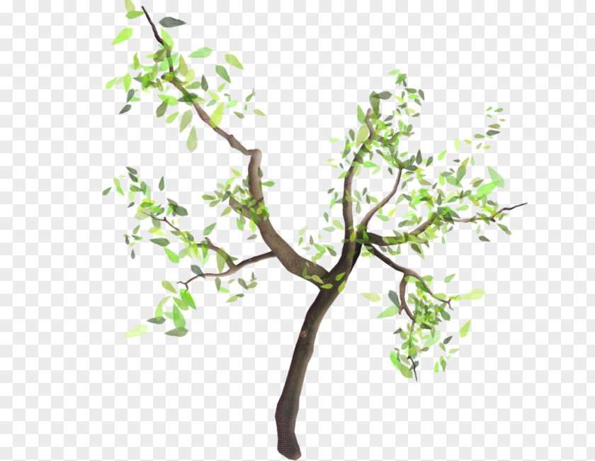 Almond Branch Twig Tree Nursery Shrub PNG