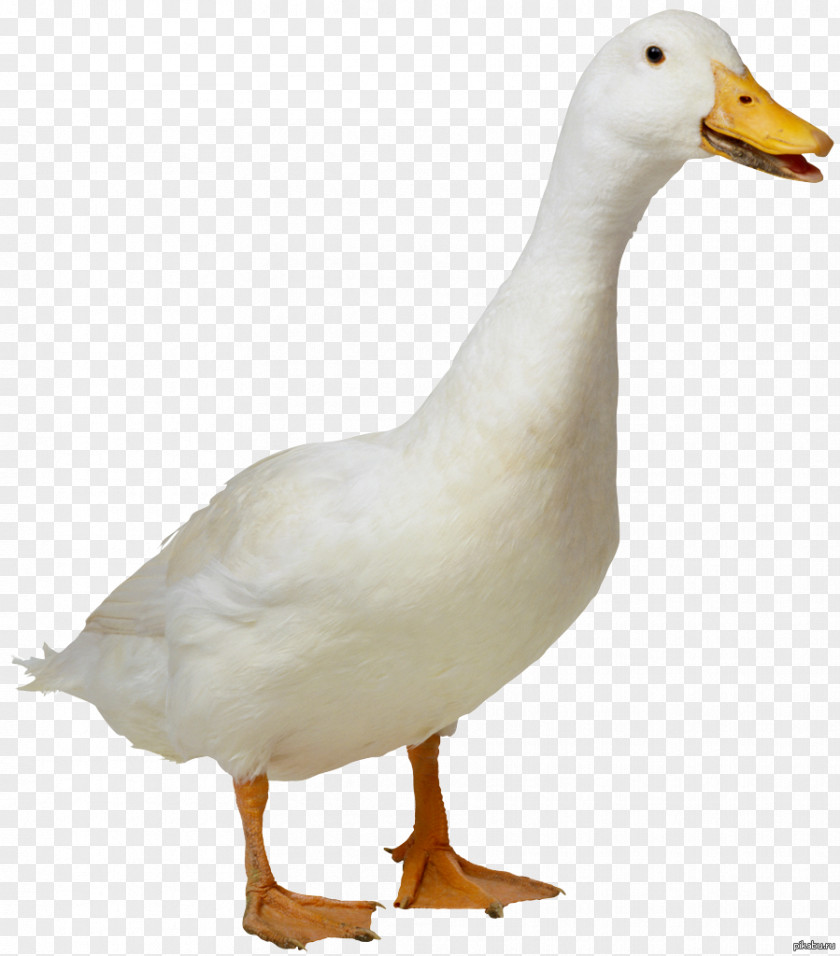 Goose Indian Runner Duck Platypus Bird PNG