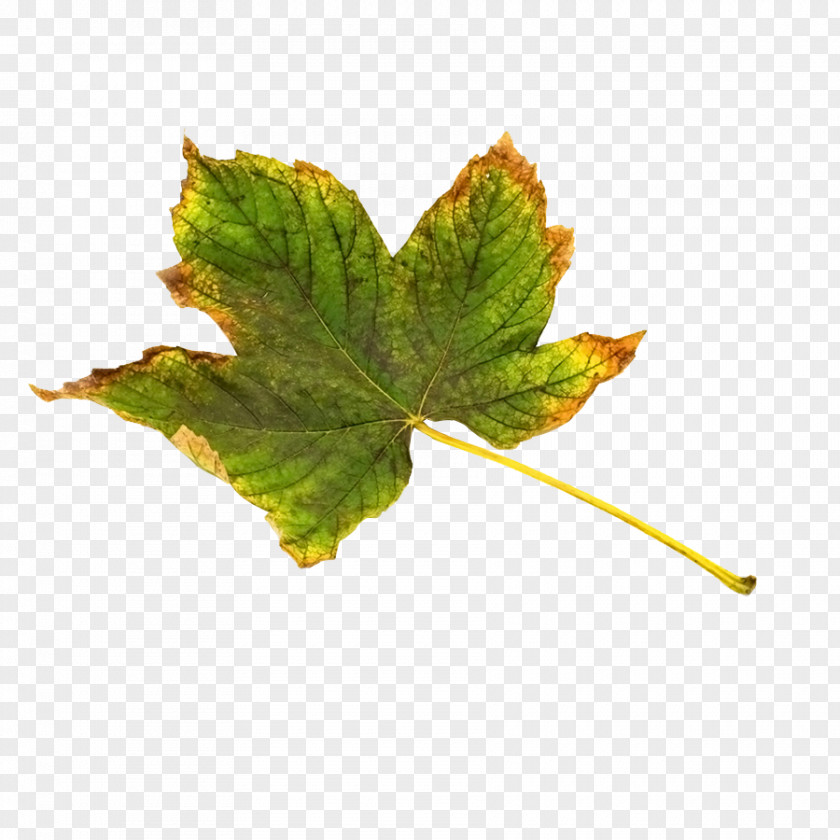 Green Leaves With Yellow Edge Maple Leaf PNG