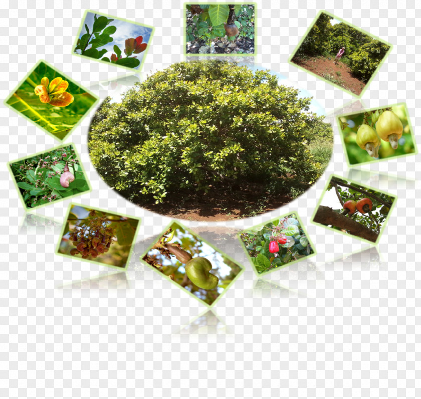 La India Herbalism Leaf Vegetable Laver Flowerpot PNG