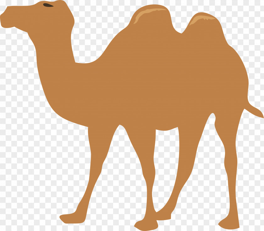 Walking Camel Clip Art PNG