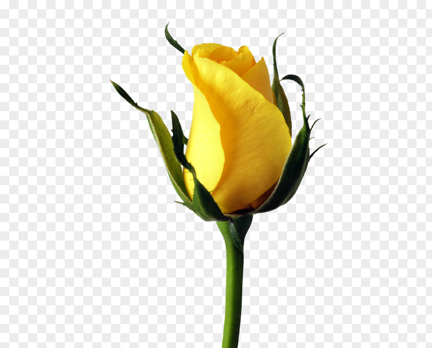 Yellow Rose Transparency And Translucency Flower PNG