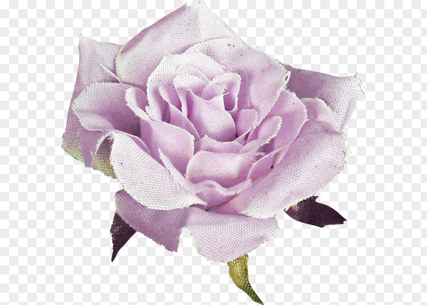 Barra Filigree Garden Roses Cabbage Rose Floribunda Cut Flowers Petal PNG