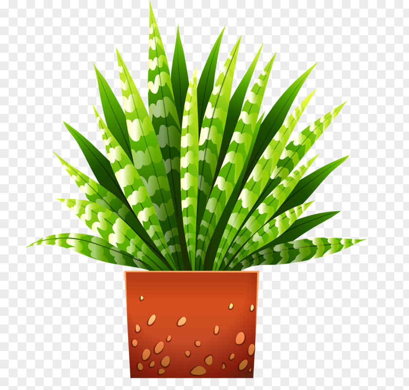 Potted Aloe Houseplant Flowerpot Illustration PNG