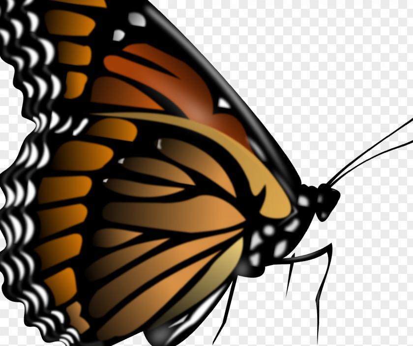 Butterfly Health Insect Prevention Education, Inc Handroanthus PNG