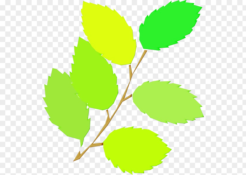 Leaf Plant Stem Twig Tree Green PNG