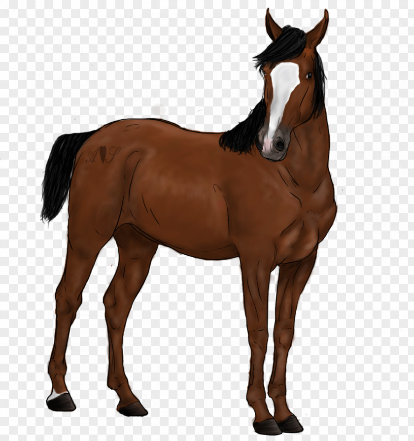 Mustang Foal Rein Stallion Mane PNG