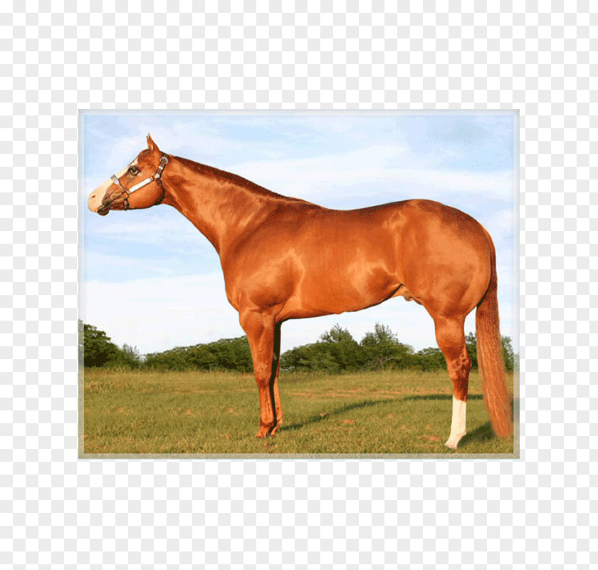 Mustang Stallion Appaloosa Mare American Quarter Horse PNG