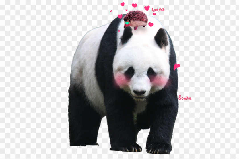 Pixelation Giant Panda Hamilton PNG