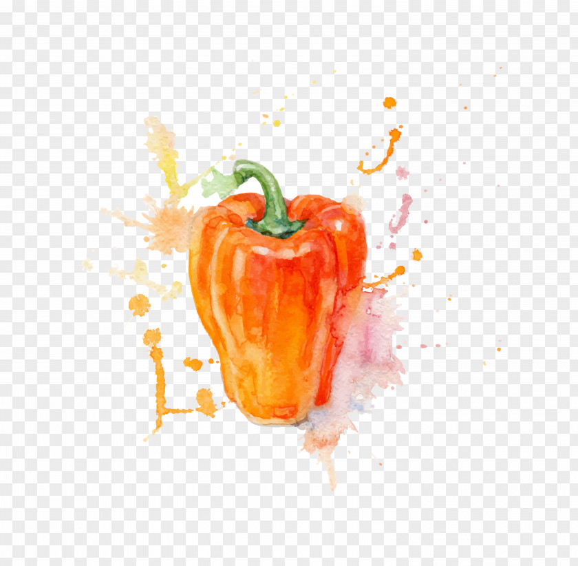Vector Watercolor Persimmon Pepper Material Painting Vegetable PNG