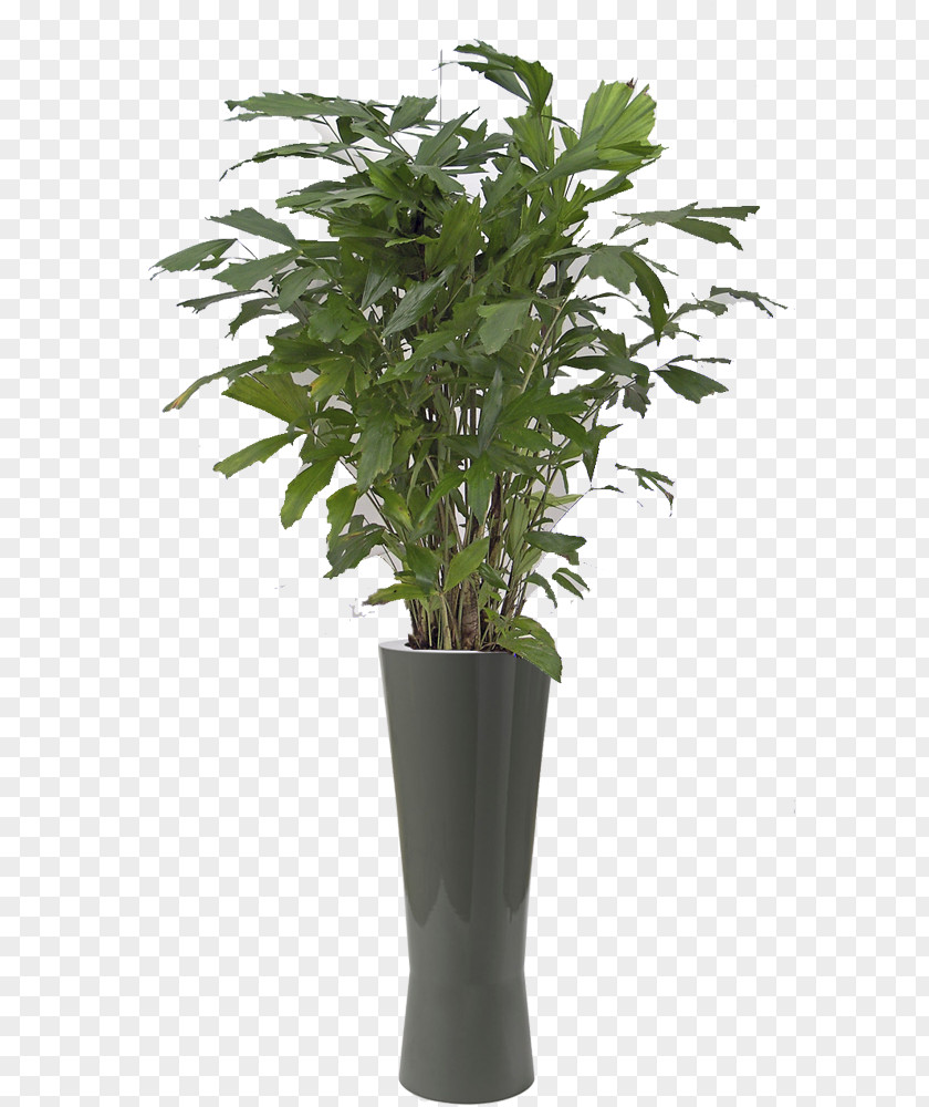 Caryota Mitis Philodendron Xanadu Plant Bamboo Schefflera Arboricola Tree PNG