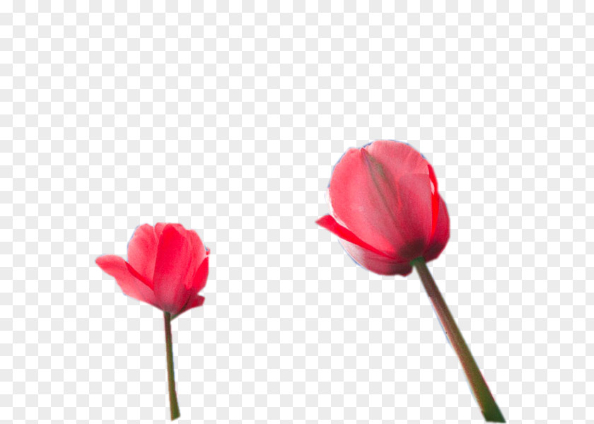 Flower Poppy Tulip .net Red PNG