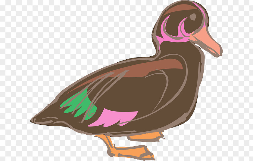 Fuzzy Light Domestic Duck Bird Chicken Poultry PNG