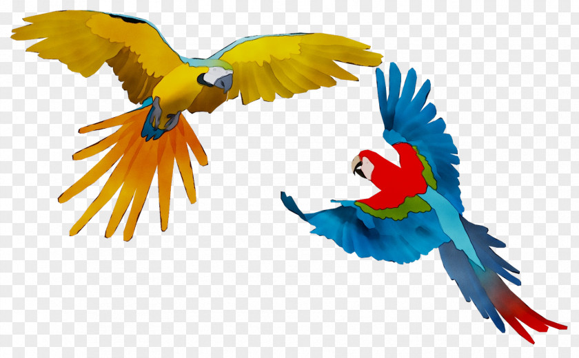 Macaw Feather Parakeet Beak Wing PNG