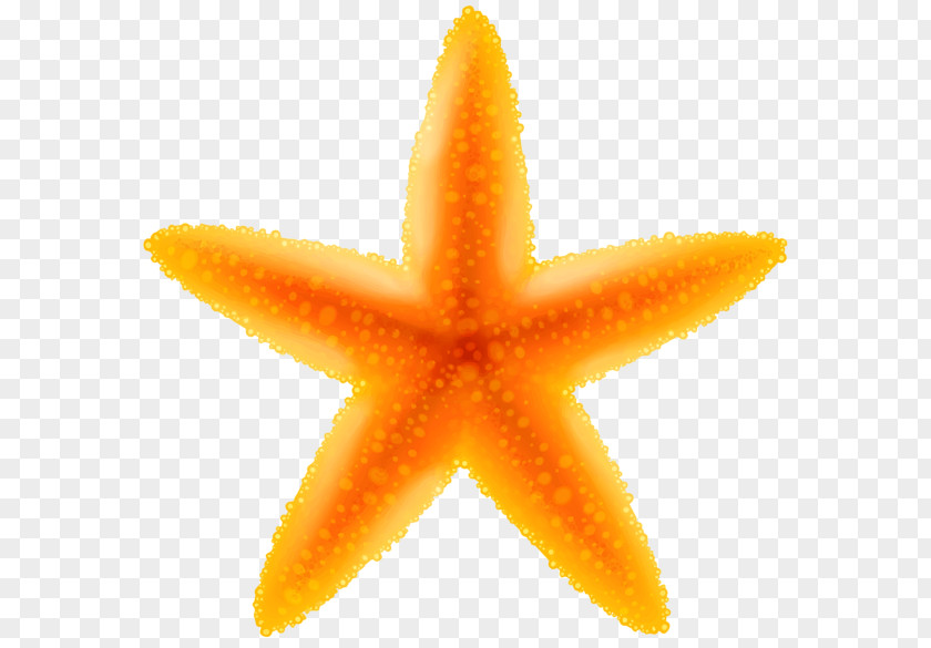 Seashells Starfish Clip Art PNG