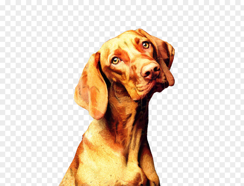 Ear Hunting Dog And Cat PNG