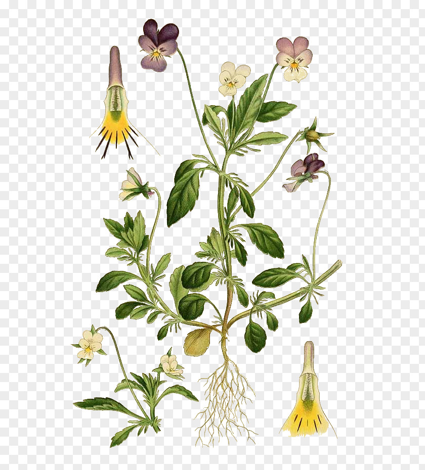 Flower Botany Pansy Botanical Illustration Sweet Violet Name PNG