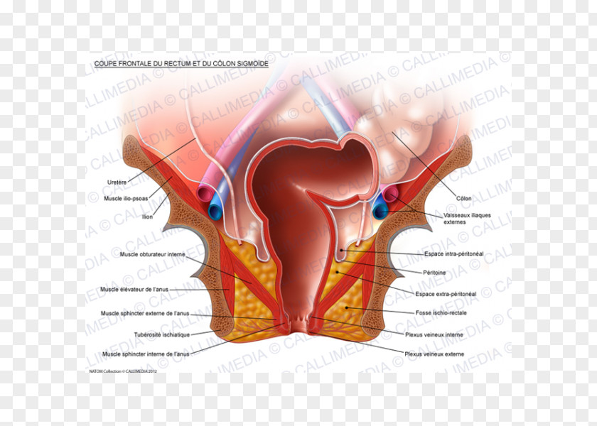 Fossa Sigmoid Colon Anatomy Rectum Large Intestine PNG