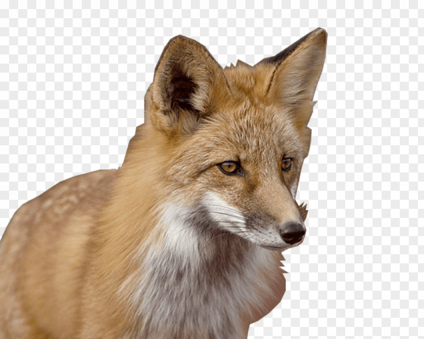 Fox Red Gray Wolf Coyote Kit PNG