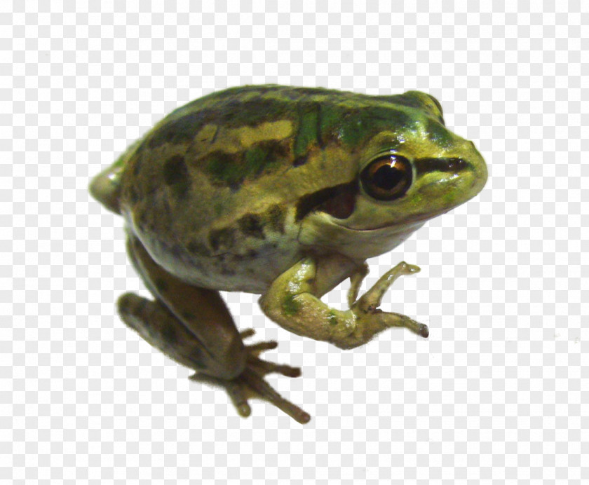 Frog Amphibian PNG