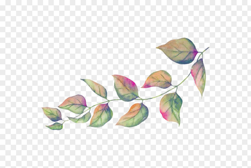 Green Leaves Leaf Illustration PNG
