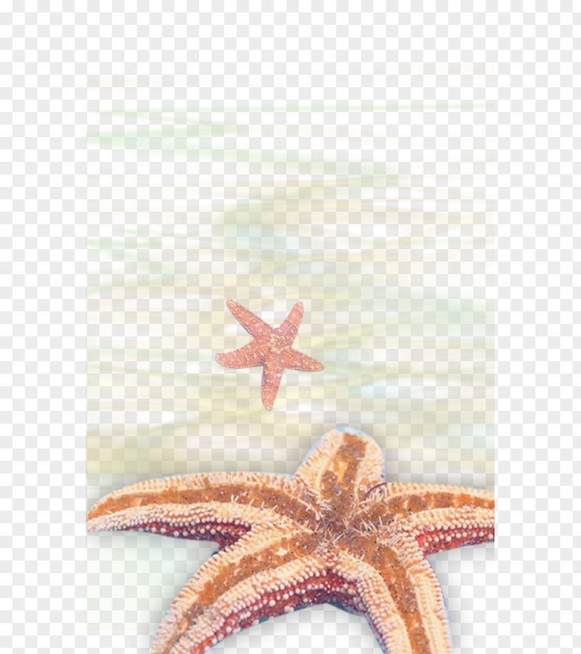Starfish Download Gratis Icon PNG