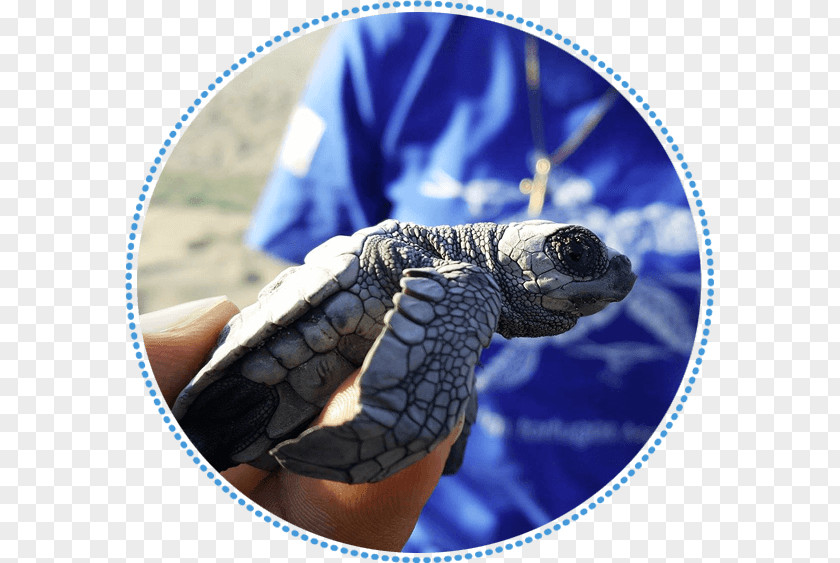 Turtle Tortoise Sea Cobalt Blue PNG