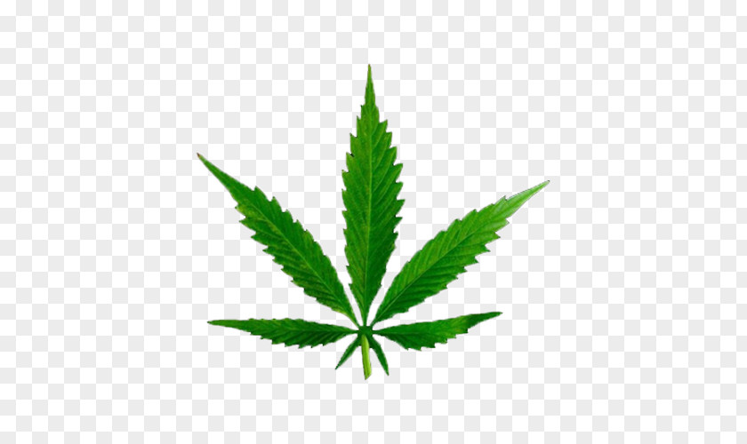 A Piece Of Marijuana Leaves Medical Cannabis Tetrahydrocannabinol Cannabinoid Legality PNG