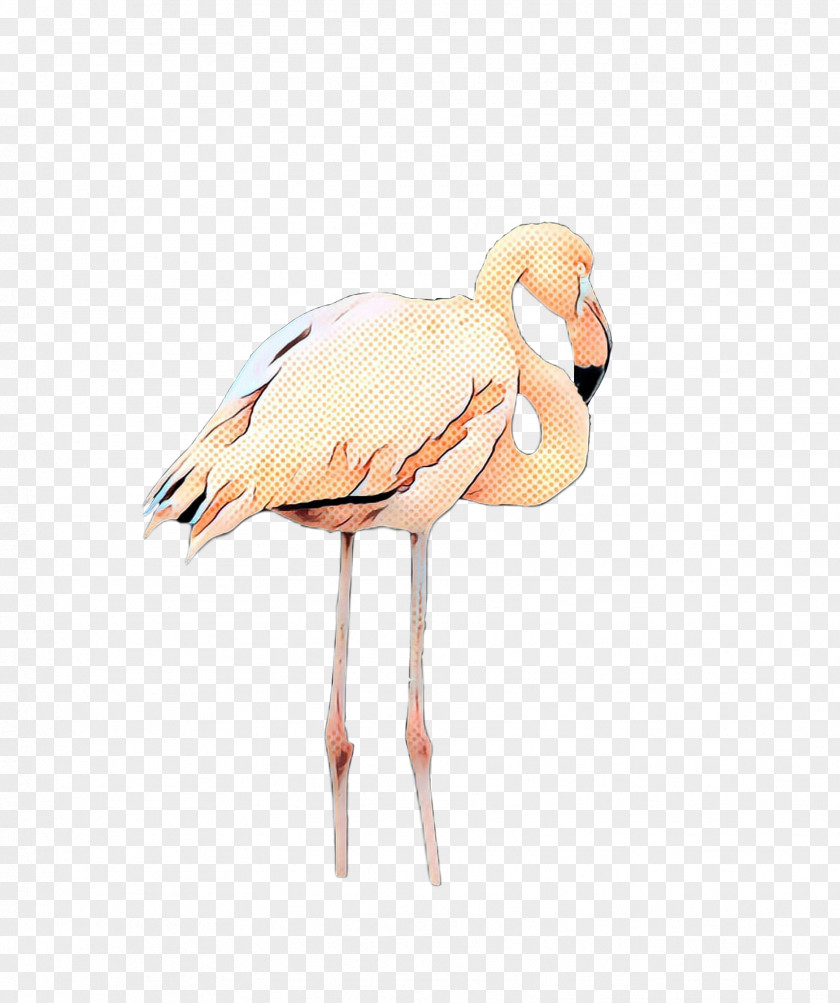 Beak Stork Neck Feather PNG